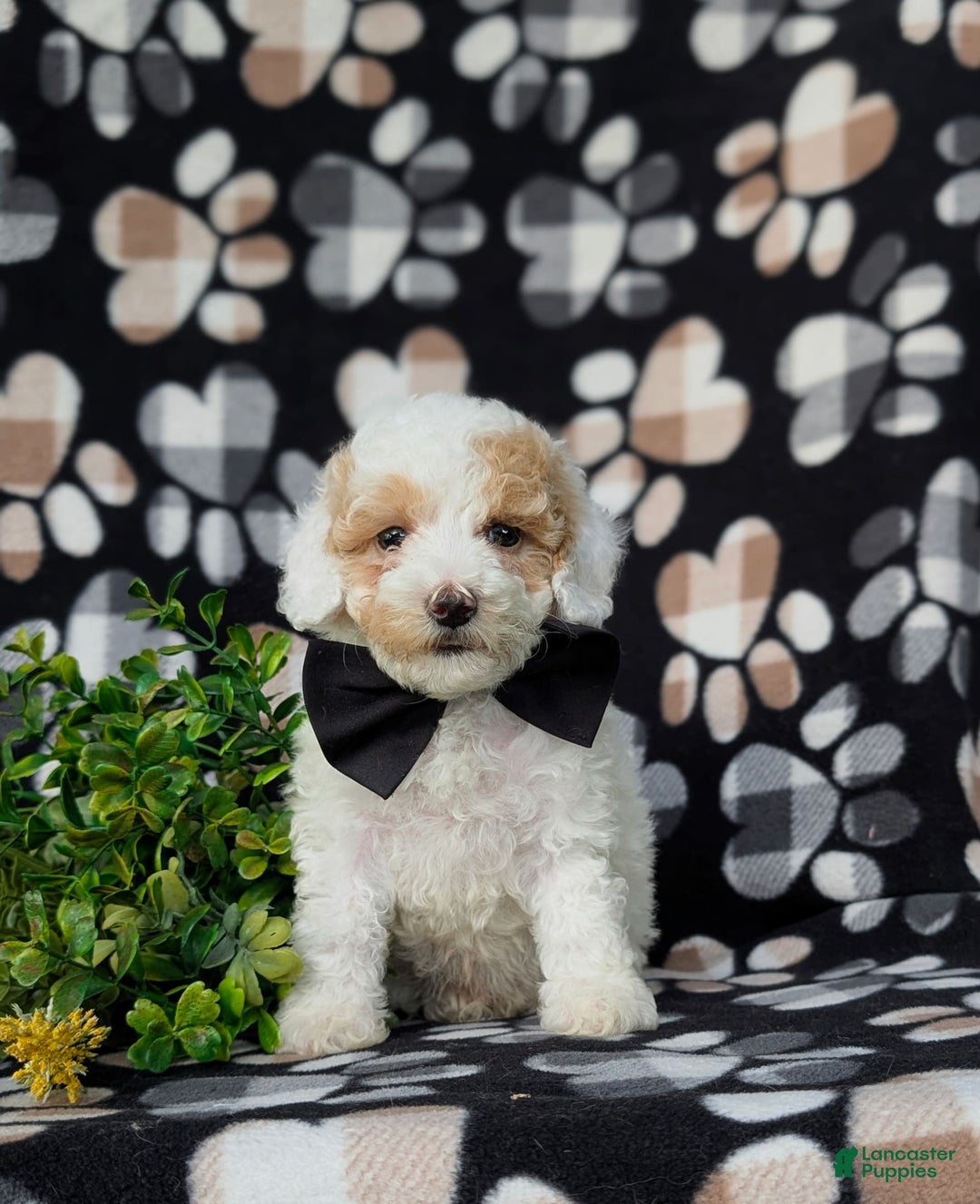 Miniature Poodle dogs for sale: Hartman - Image 1