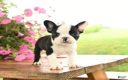 Frenchton dogs for sale: Gizmo - Image 5