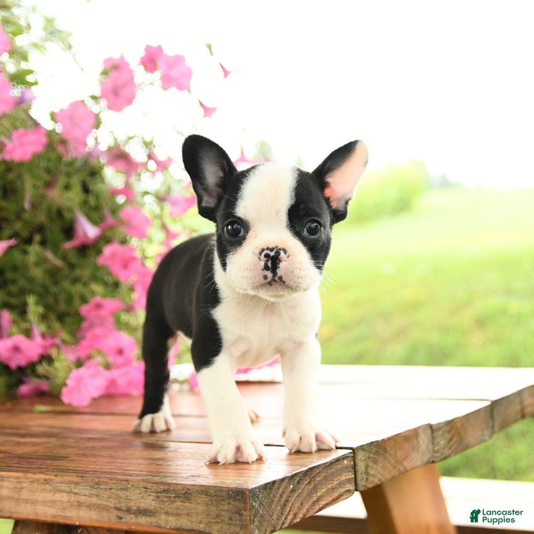Frenchton dogs for sale: Gizmo - Image 5