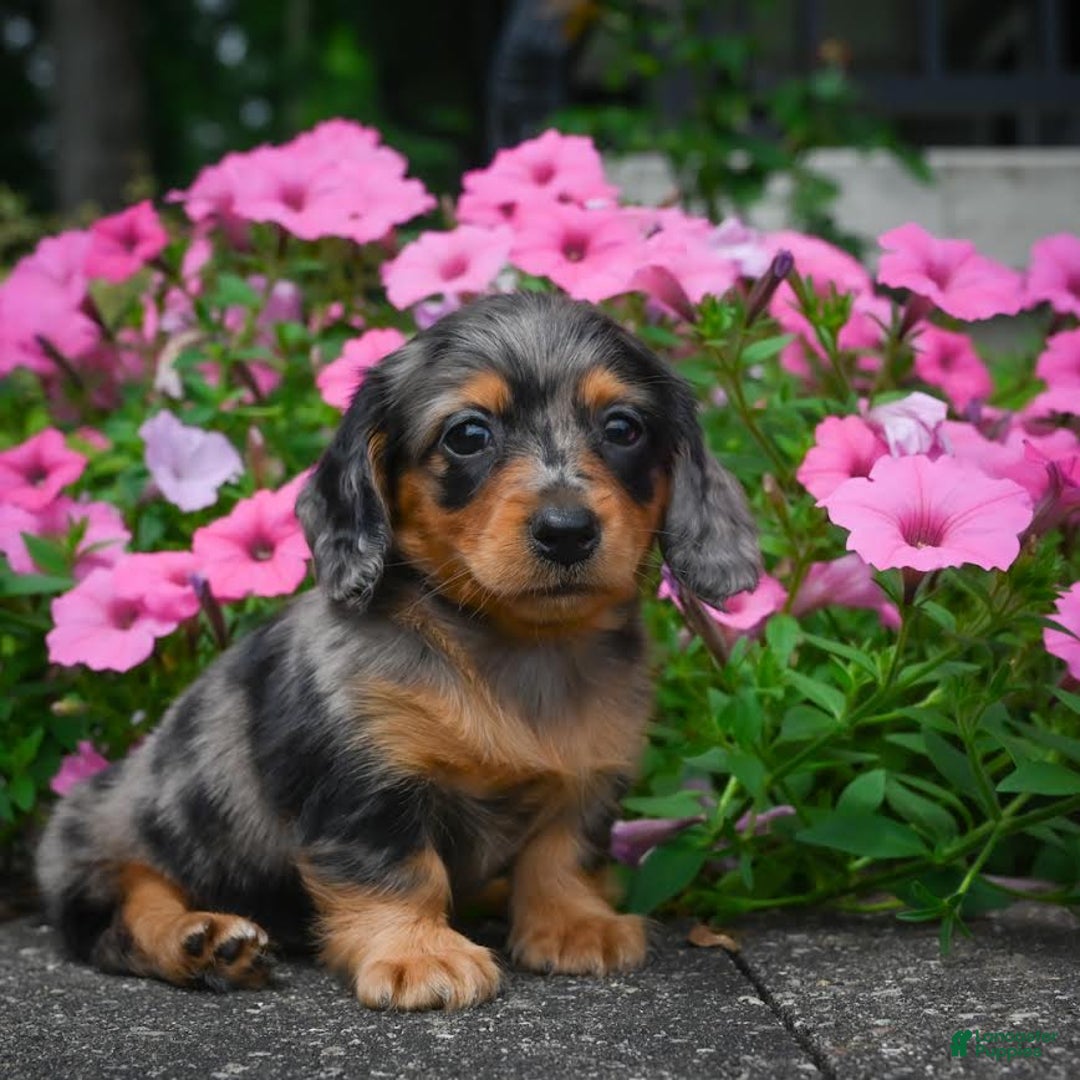 Miniature Dachshund dogs for sale: Shadow - Image 6