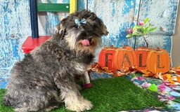 Miniature Schnauzer dogs for sale: Hunter - Image 2
