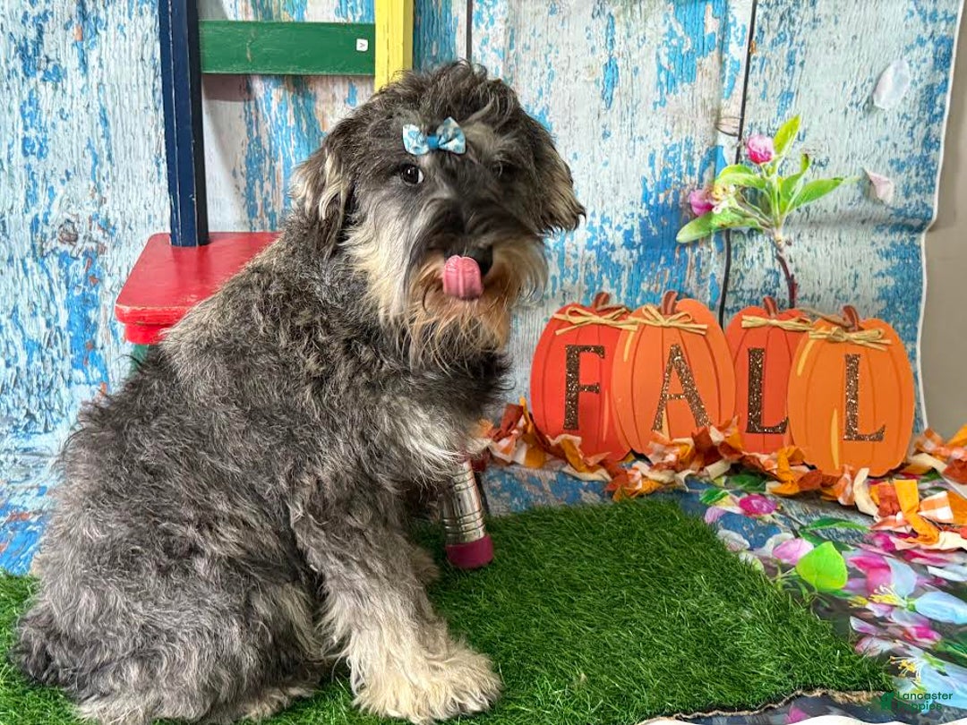 Miniature Schnauzer dogs for sale: Hunter - Image 2