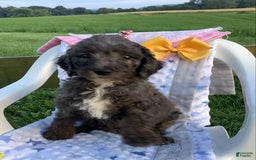 Goldendoodle dogs for sale: Lucy - Image 3