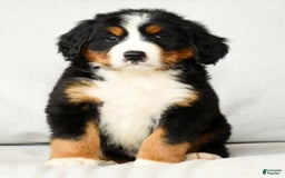 Bernese Mountain Dog dogs for sale: Ronald - Image 3