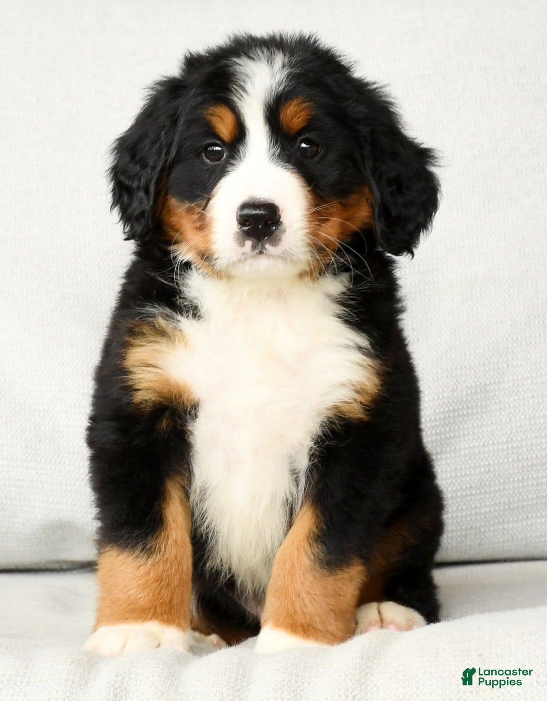 Bernese Mountain Dog dogs for sale: Ronald - Image 3