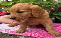 Goldendoodle dogs for sale: Florence - Image 3