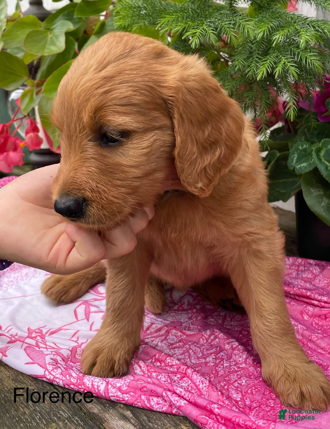 Goldendoodle dogs for sale: Florence - Image 3