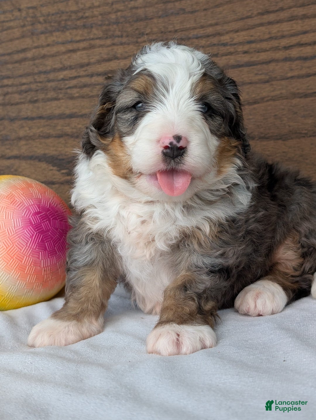 Mini Bernedoodle dogs for sale: Koda - Image 15
