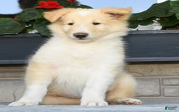 Collie dogs for sale: Perry - Image 3