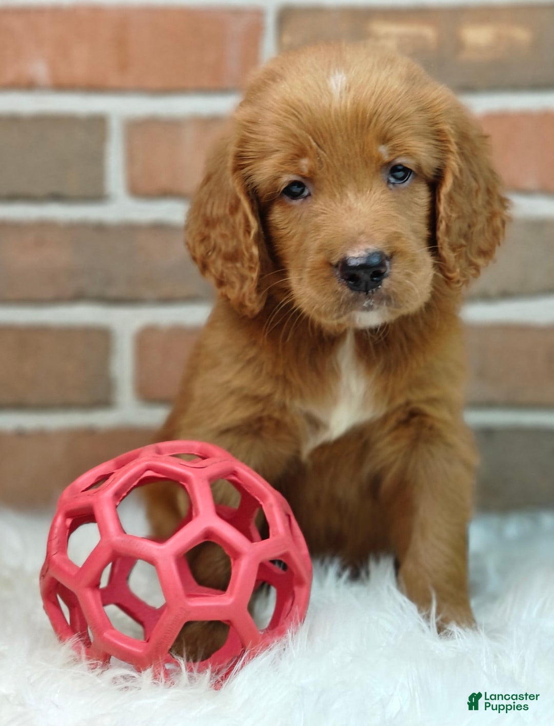 Goldendoodle dogs for sale: River - Image 14