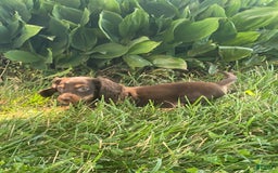 Dachshund dogs for sale: Danny - Image 3