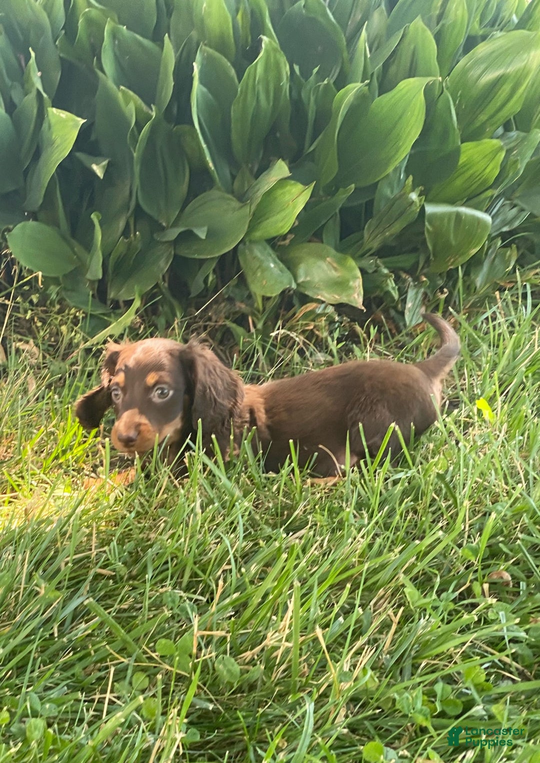 Dachshund dogs for sale: Danny - Image 3