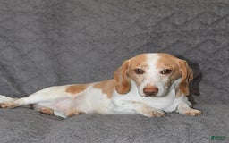 Miniature Dachshund dogs for sale: Dawson - Image 7