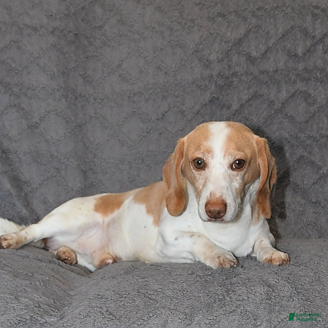 Miniature Dachshund dogs for sale: Dawson - Image 7