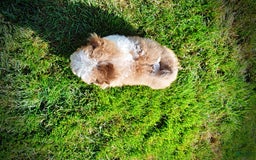 Havapoo dogs for sale: Gabby - Image 13