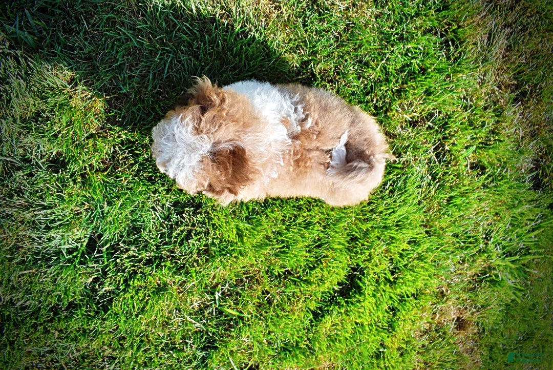 Havapoo dogs for sale: Gabby - Image 13