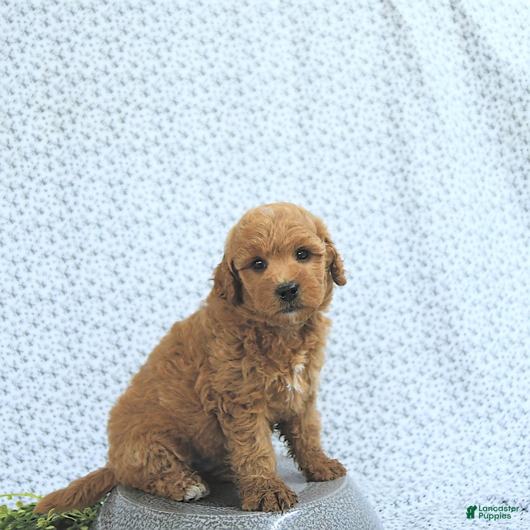 Mini Goldendoodle dogs for sale: Milo - Image 6