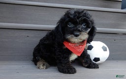 Cockapoo dogs for sale: Rocky - Image 7