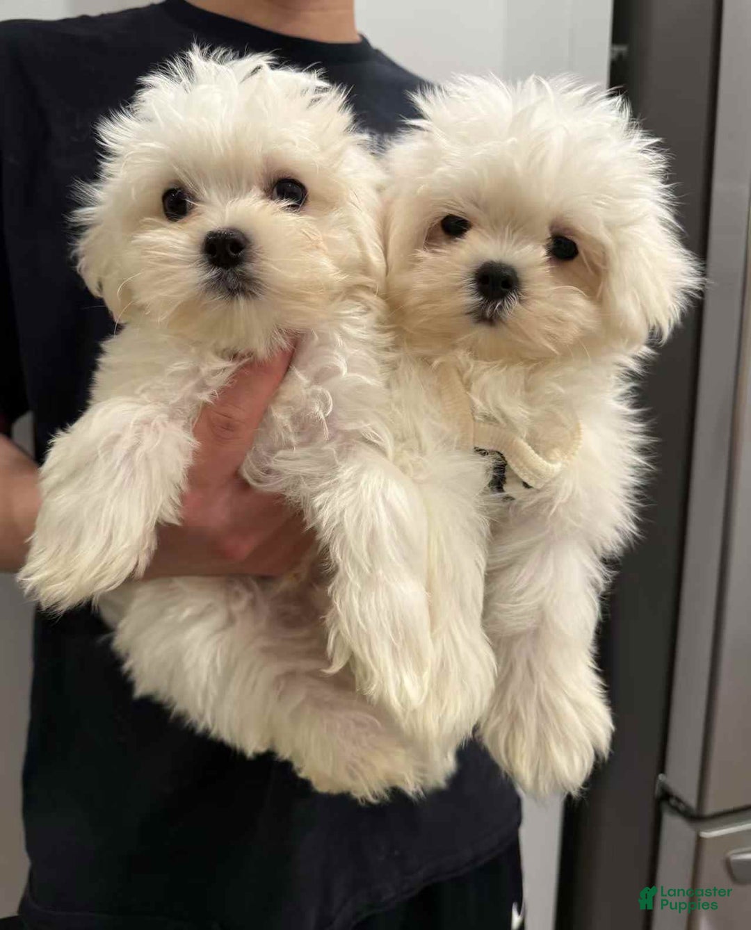 Maltese dogs for sale: Ryan - Image 1