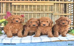 Mini Goldendoodle dogs for sale: Penny - Image 4