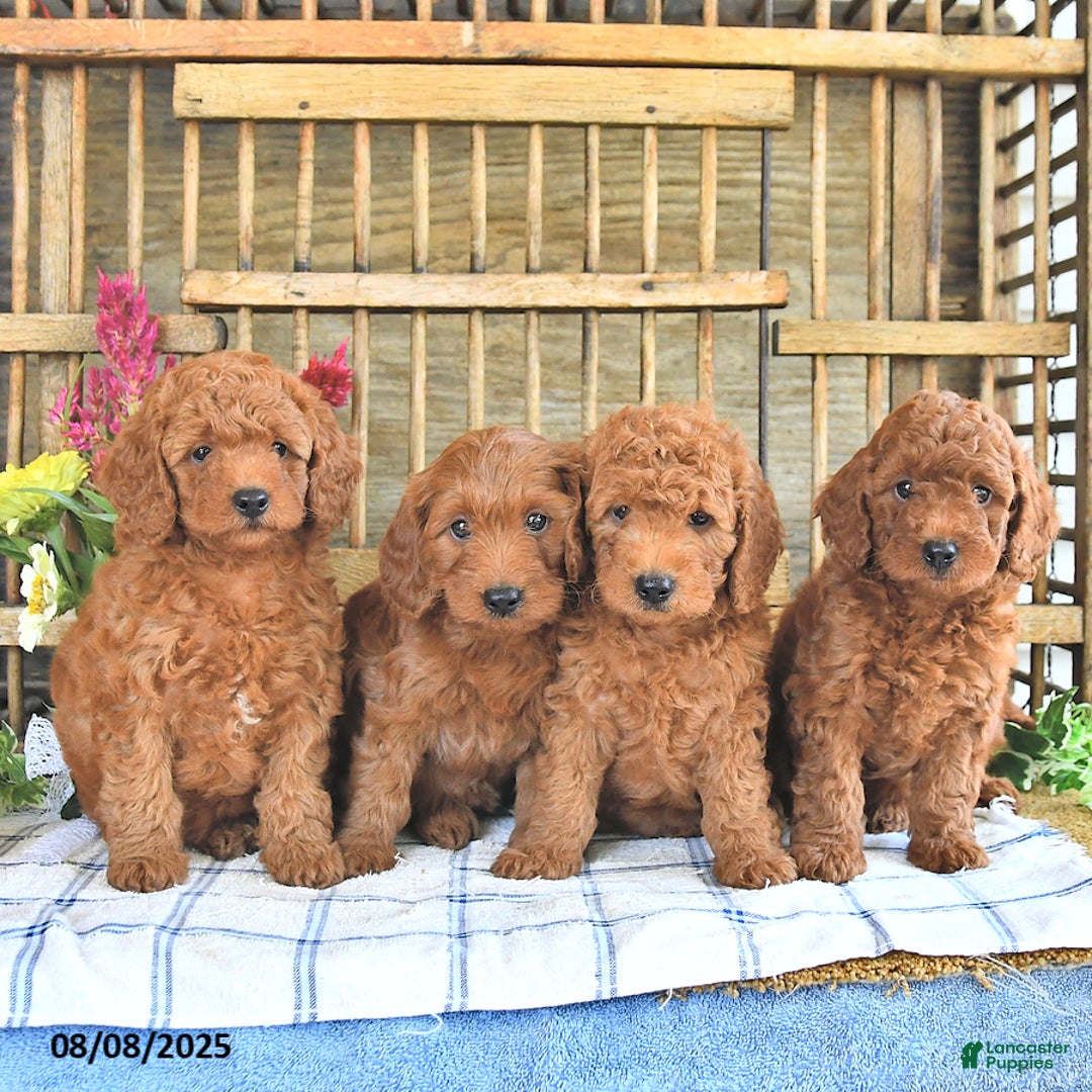 Mini Goldendoodle dogs for sale: Penny - Image 4
