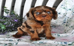Cavalier King Charles Spaniel dogs for sale: Mitz - Image 1