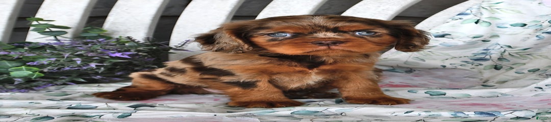 Mitz