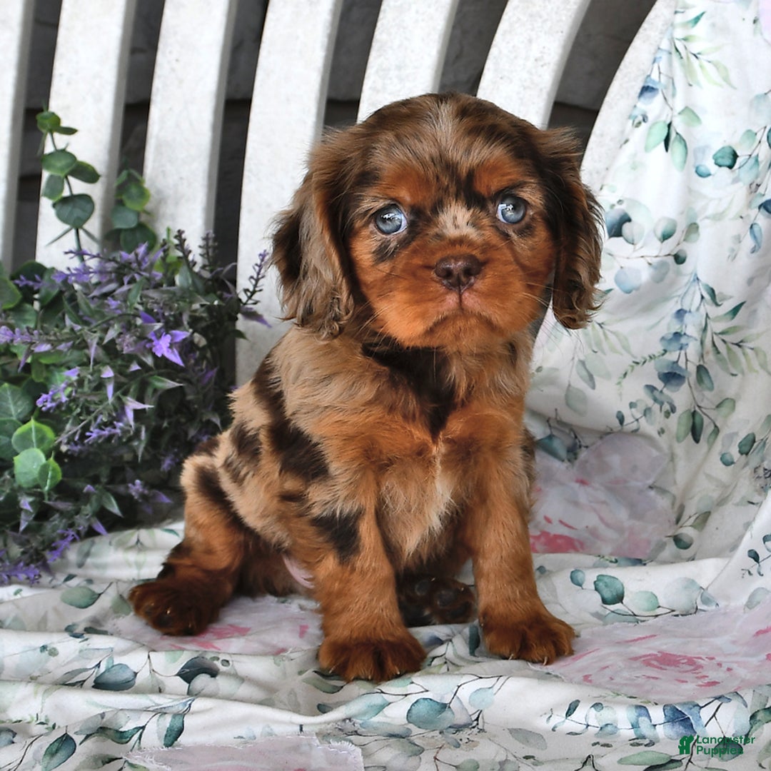 Cavalier King Charles Spaniel dogs for sale: Mitz - Image 1