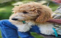 Great Pyrenees dogs for sale: Pyredoodle Fb - Image 2