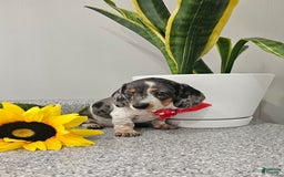 Dachshund dogs for sale: Miss Bailey - Image 3