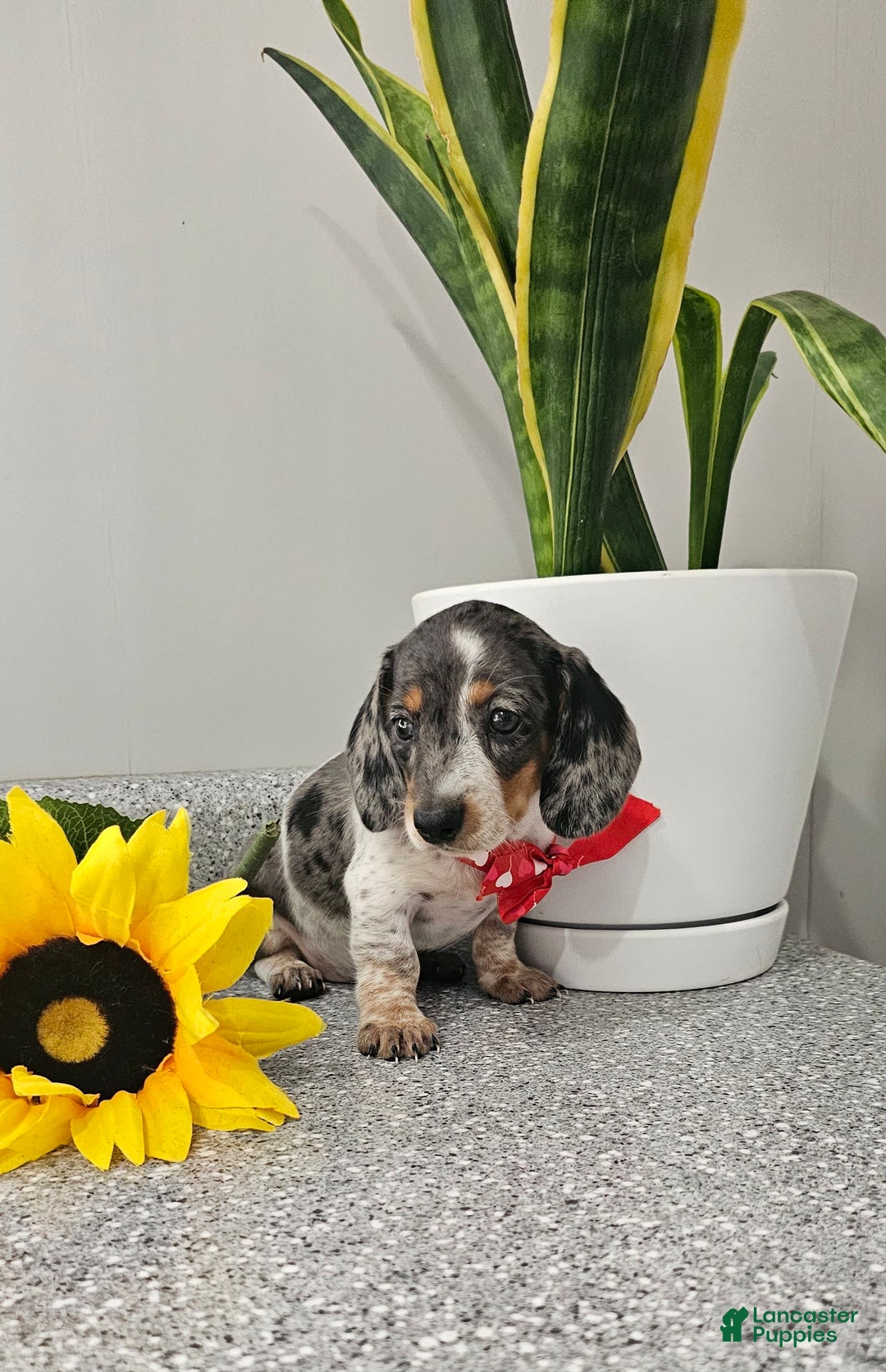 Dachshund dogs for sale: Miss Bailey - Image 3