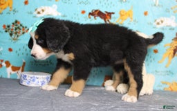 Bernese Mountain Dog dogs for sale: Pebbles - Image 44