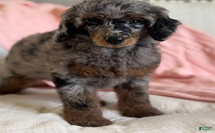 Standard Poodle dogs for sale - Ad 3