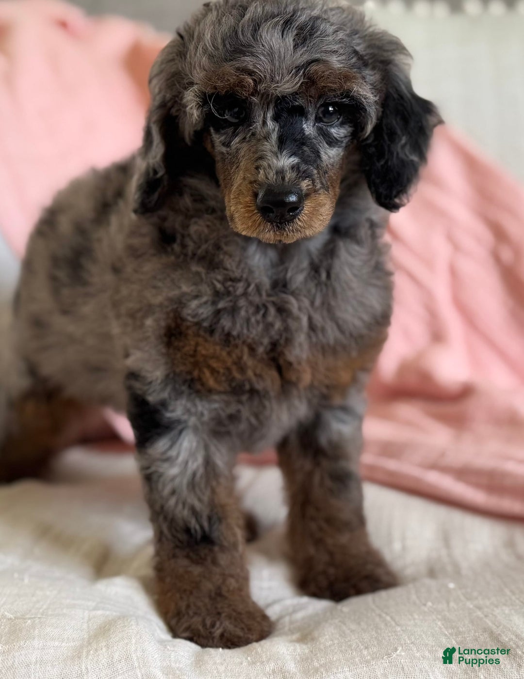 Standard Poodle dogs for sale: Ava Phantom Merle - Image 1