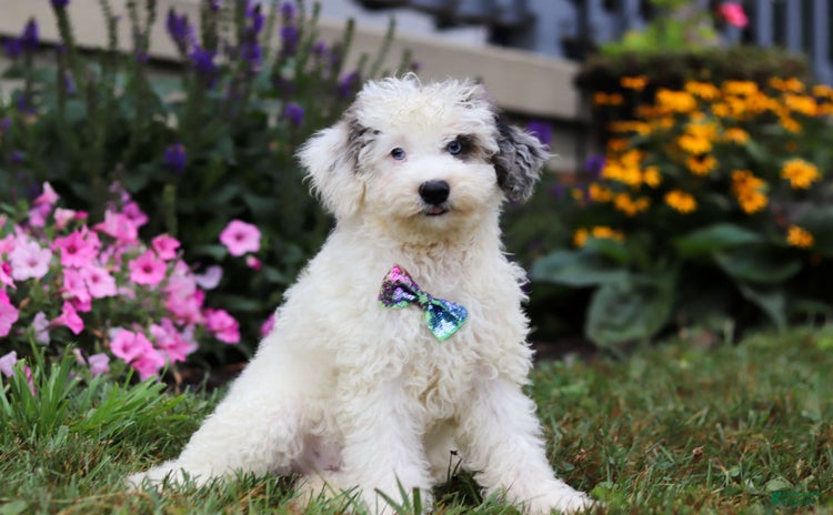 Mini Aussiedoodle dogs for sale - Ad 1