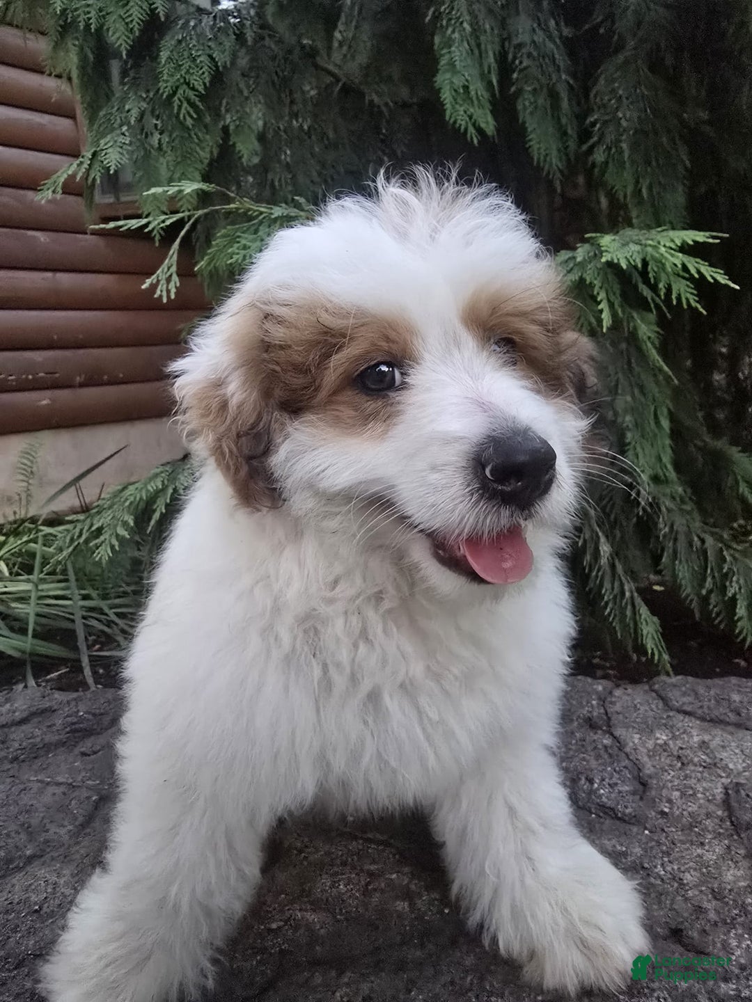 Mini Bernedoodle dogs for sale: Bubba - Image 6