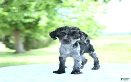 Toy Poodle dogs for sale: Simbo - Image 5