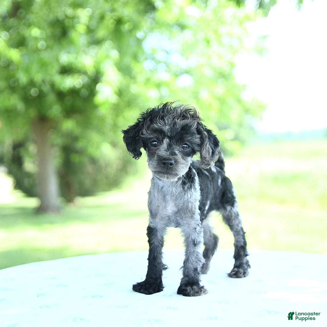 Toy Poodle dogs for sale: Simbo - Image 5