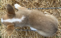 Welsh Corgi Pembroke dogs for sale: Molly - Image 6