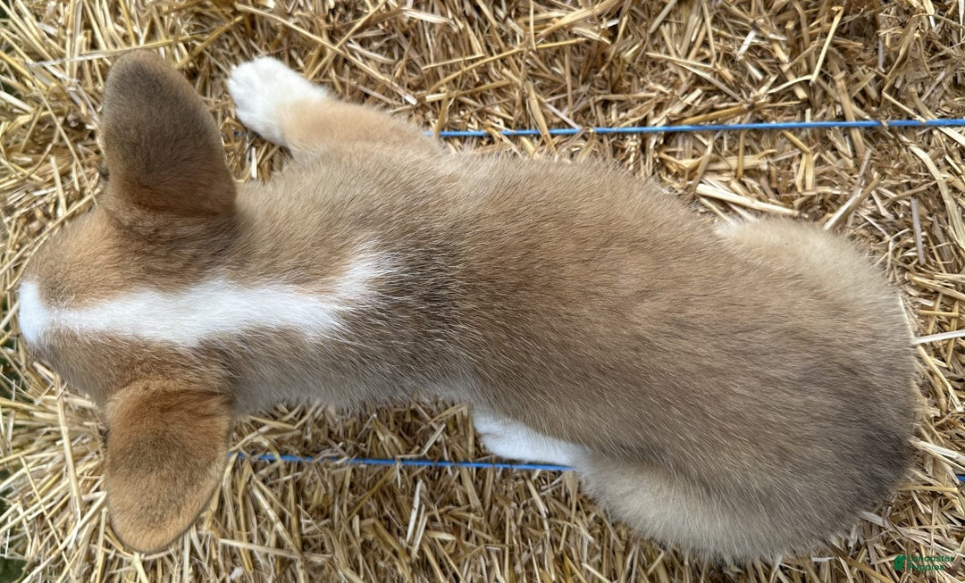Welsh Corgi Pembroke dogs for sale: Molly - Image 6