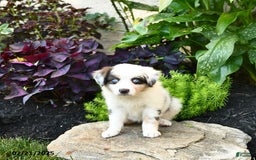 Miniature Australian Shepherd dogs for sale: Holly - Image 4