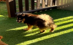 Pomeranian dogs for sale: Annabelle - Image 7