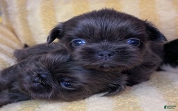Shih Tzu dogs for sale: Bean - Image 1