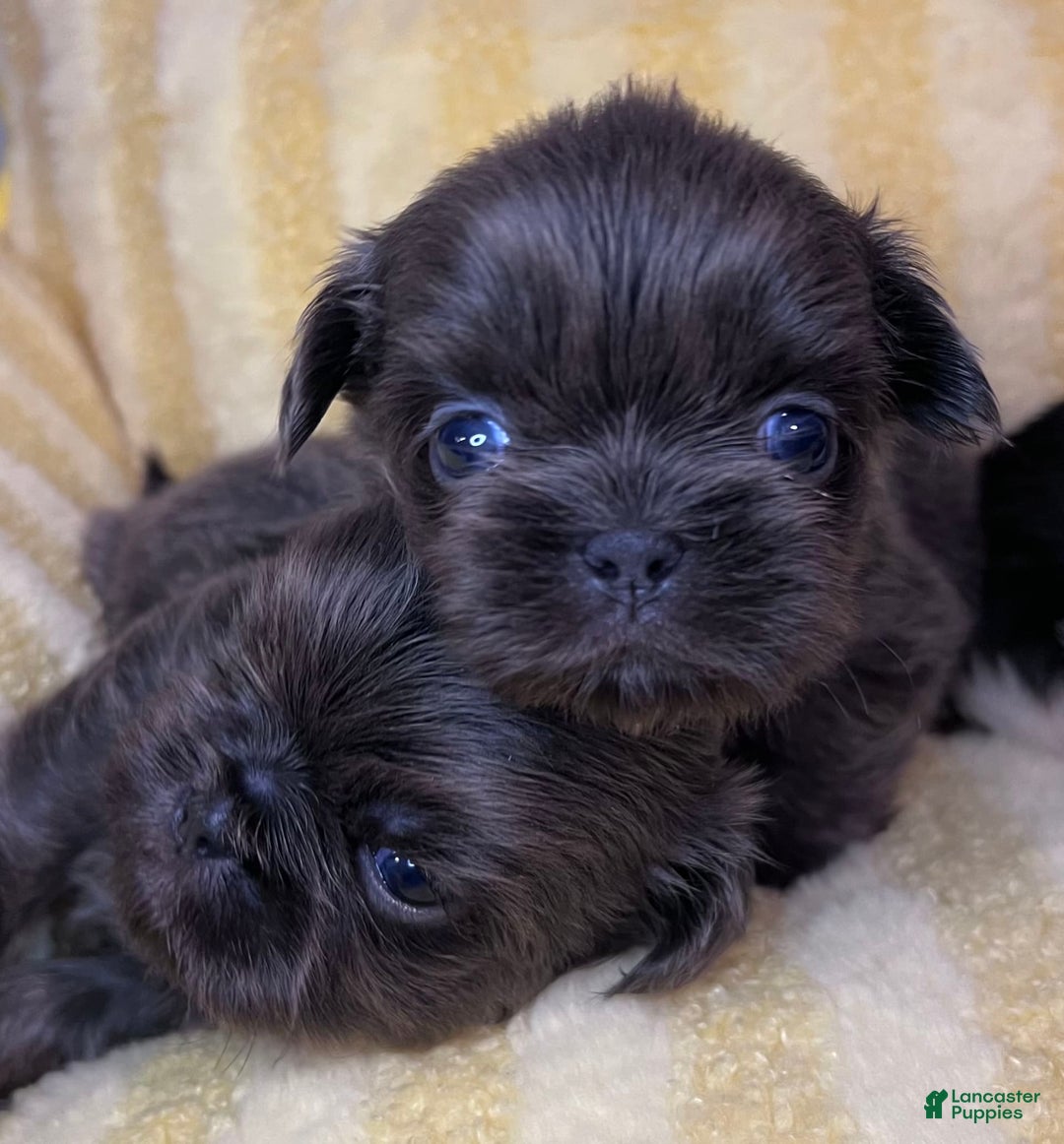 Shih Tzu dogs for sale: Bean - Image 1
