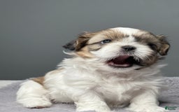 Shih Tzu dogs for sale: Bella - Image 2