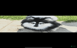 Pomsky dogs for sale: Ruger Iron Tate - Image 5