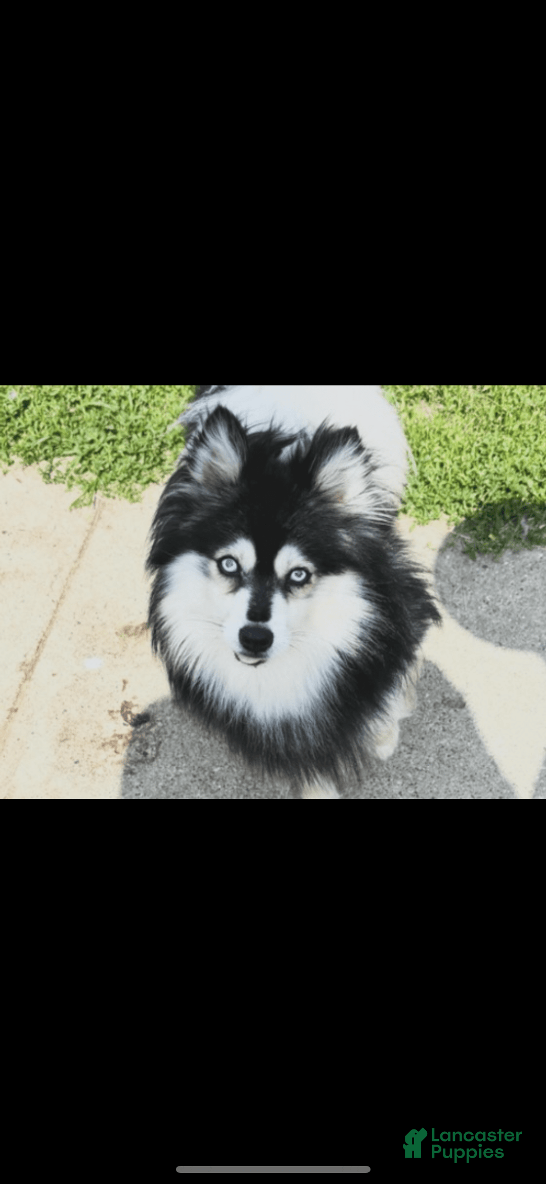 Pomsky dogs for sale: Ruger Iron Tate - Image 5