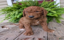 Goldendoodle dogs for sale: Cash - Image 12