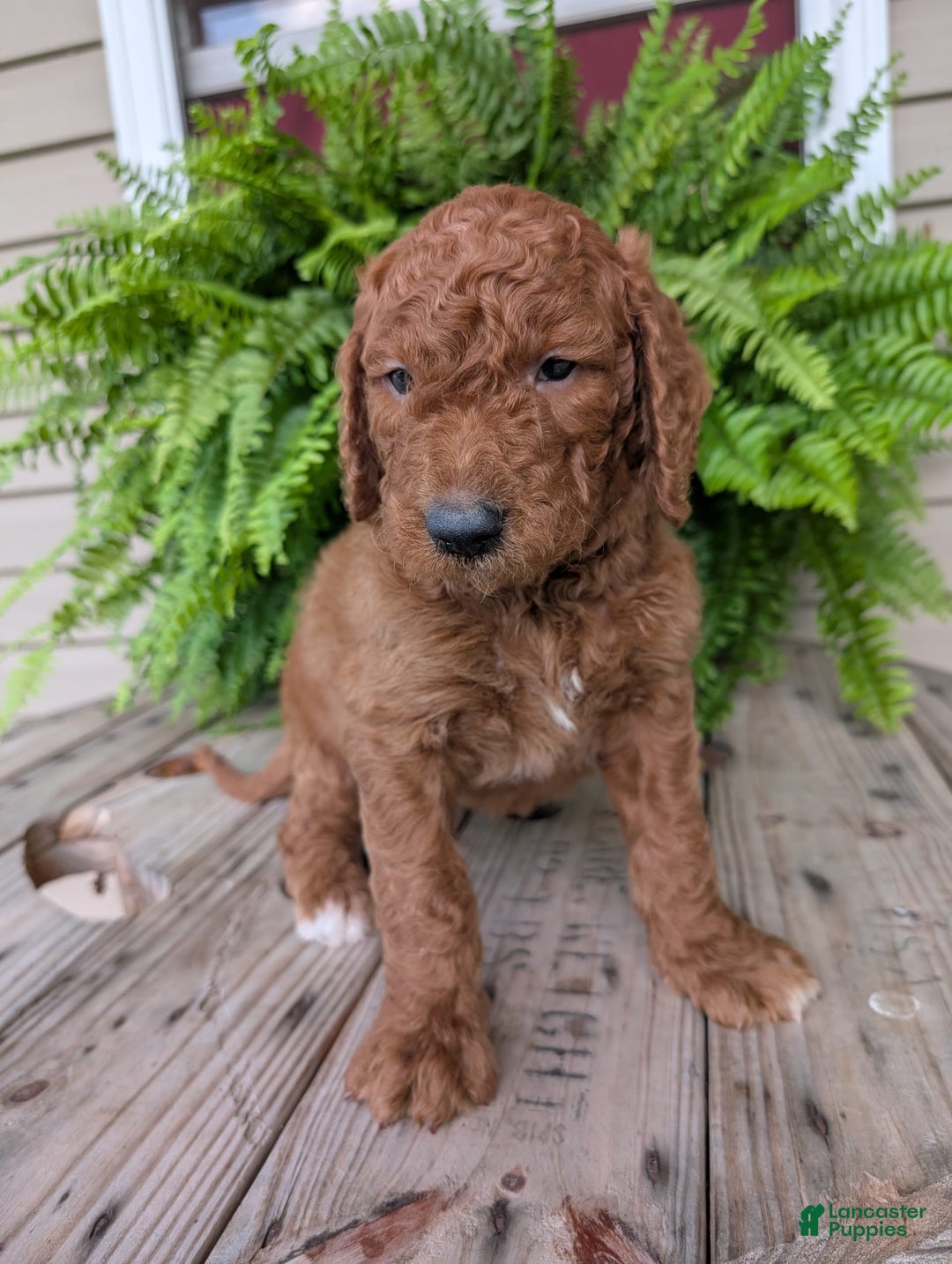 Goldendoodle dogs for sale: Cash - Image 12