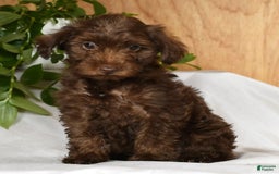 Yorkiepoo dogs for sale: Tanner - Image 9